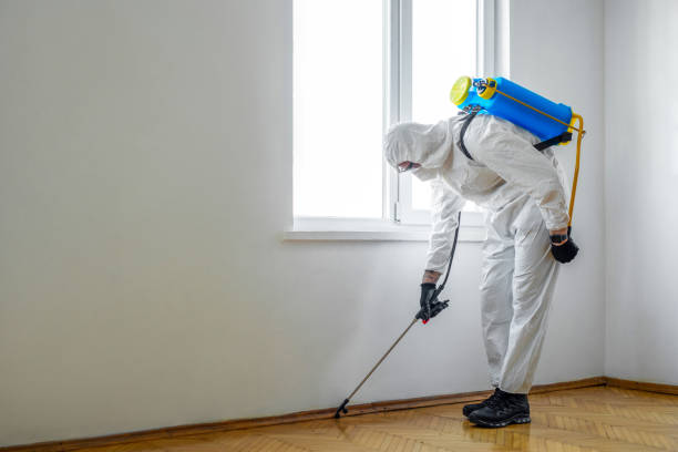Best Flea Control Services  in Addison, WV