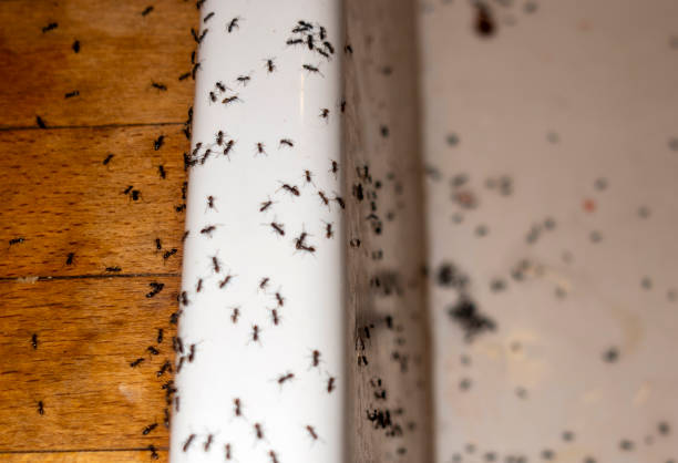Best Emergency Pest Control  in Addison, WV
